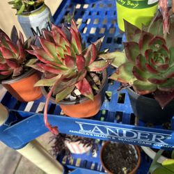 Succulents 