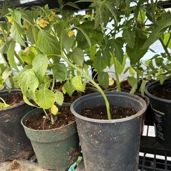 Tall Tomato and Tomatillo Plants 