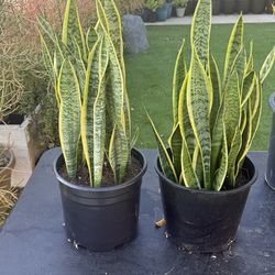 Snake plants for sale
