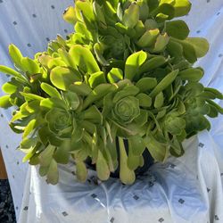Huge Green succulent Plant
