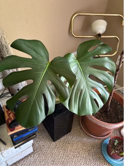 Love monstera cutting
