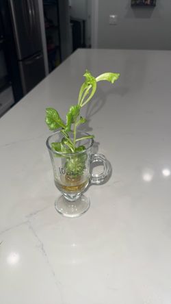 Propagated Lettuce