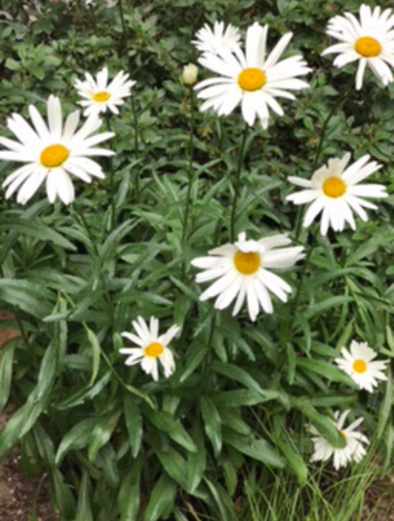 Daisies Perennial Plants .