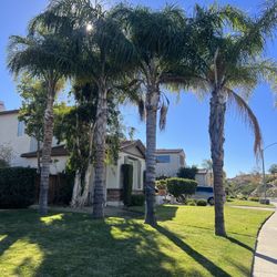 PalmTree Trimming 