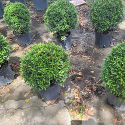 TOPIARIES SMALL 3GALLONS 