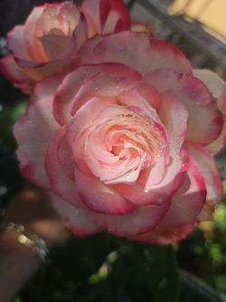 ROSE POT