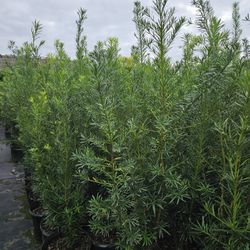 podocarpus Over 5 feet tall Instant Privacy Hedge For Fence 