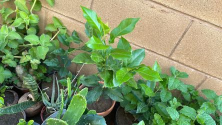 Lemon tree