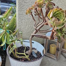 Tall In Size 2 Plants N Pot For 15