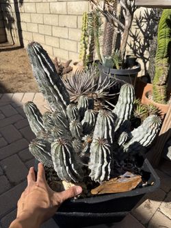 Euphorbia polygona snowflake cluster