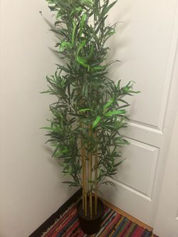 Bamboo Tree