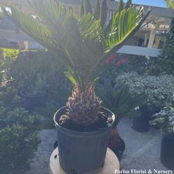 5 Gallons Sago palm