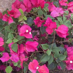 Fuschia Bougainvillea