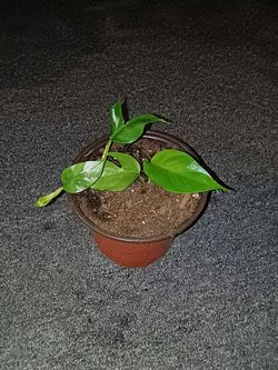 Mini monstera