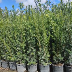 Maki Podocarpus Hedges $26.00  6-7'ft 