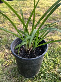Lilies produce yellow flowers.