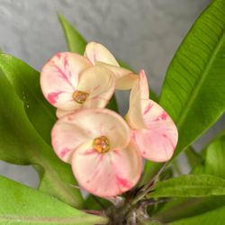 Crown  Of  Thorns  Plant 