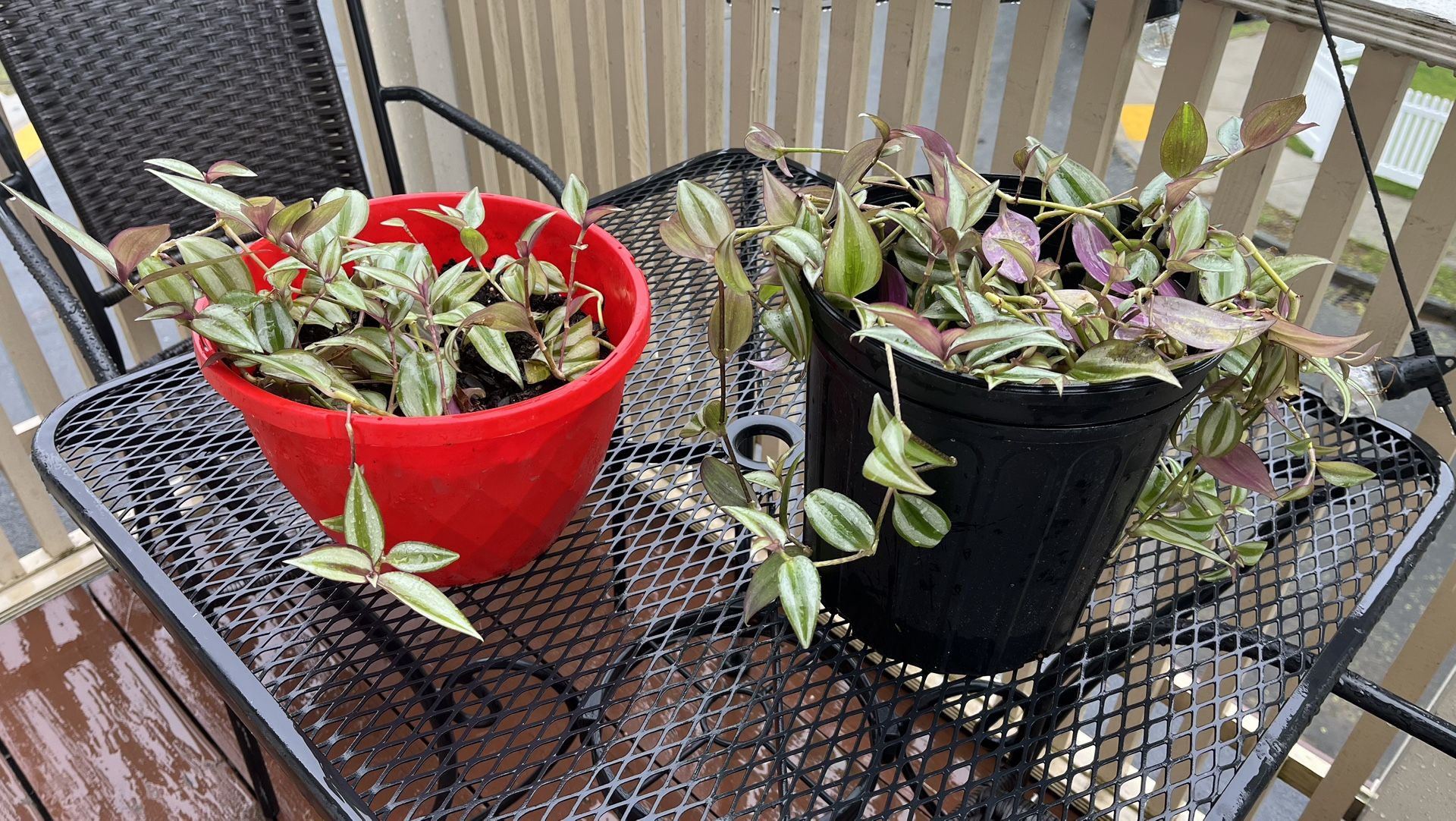 Wandering Dude/ Inchplant