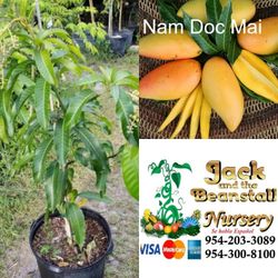 Nam Doc Mai Dwarf Mango Grafted Trees 3gal Arboles De Mango Injertados Nam Doc Mai 