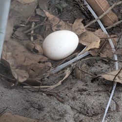 Eggs, Chickens,