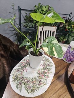 Monstera Thai Constellation 