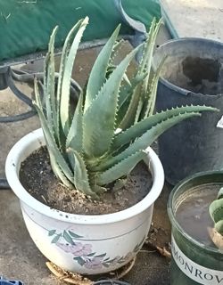 Large Aloe Vera Plant In Large Ceramic Pot