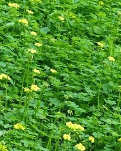 Oxalis, (Oxalis pes-caprae), $1.50 for 9 Oz cup. 