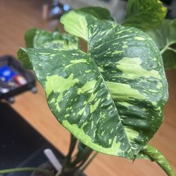 Syngonium Panda Galaxy 