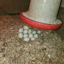 Fresh Organic Duck Eggs