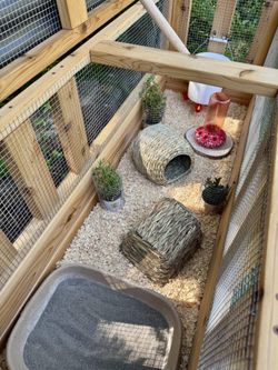 Quail coop - C H I C K S available