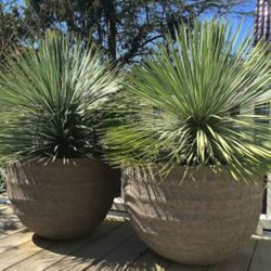 Yuccas Rotrastas Blue Palms 2ft Tall 