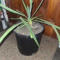 Yucca Plant. Healthy And Hearty