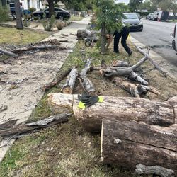 Free Firewood