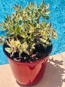 Variegated Jade Plant
