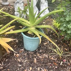 Aloe Vera Plants 
