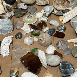Over 150lbs Of Shells, Sea Glass, Sand Dollar, Oysters, Clams, Beach Rocks Of All Sizes