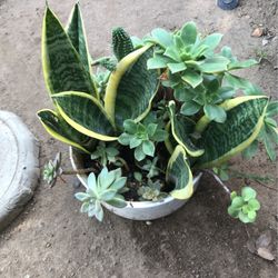 Assorted Plants In Ceramic Pot