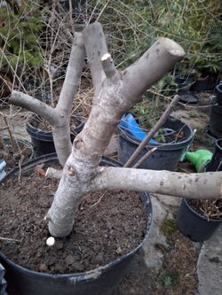 Mature Fig Tree 5 Years Old