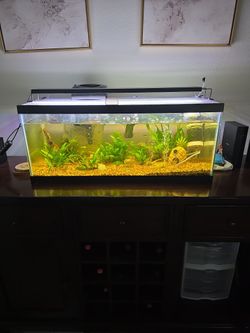 Fish Tank