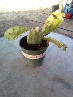 Large Blooming Prickly Pear Cactus in Pot – Rare Variety, Actively Flowering! ¡Gran Cactus Nopal