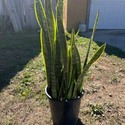 Snake Plant