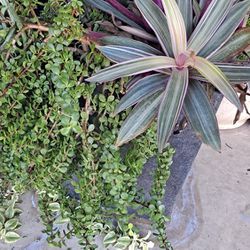 Succulent Potted Plant