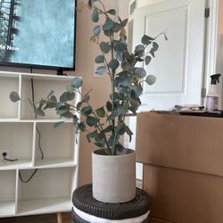 Eucalyptus Plant And Taupe Vase