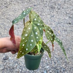 Begonia Maculata Plant 4" Pot