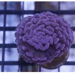 Reef Aquarium Decoration