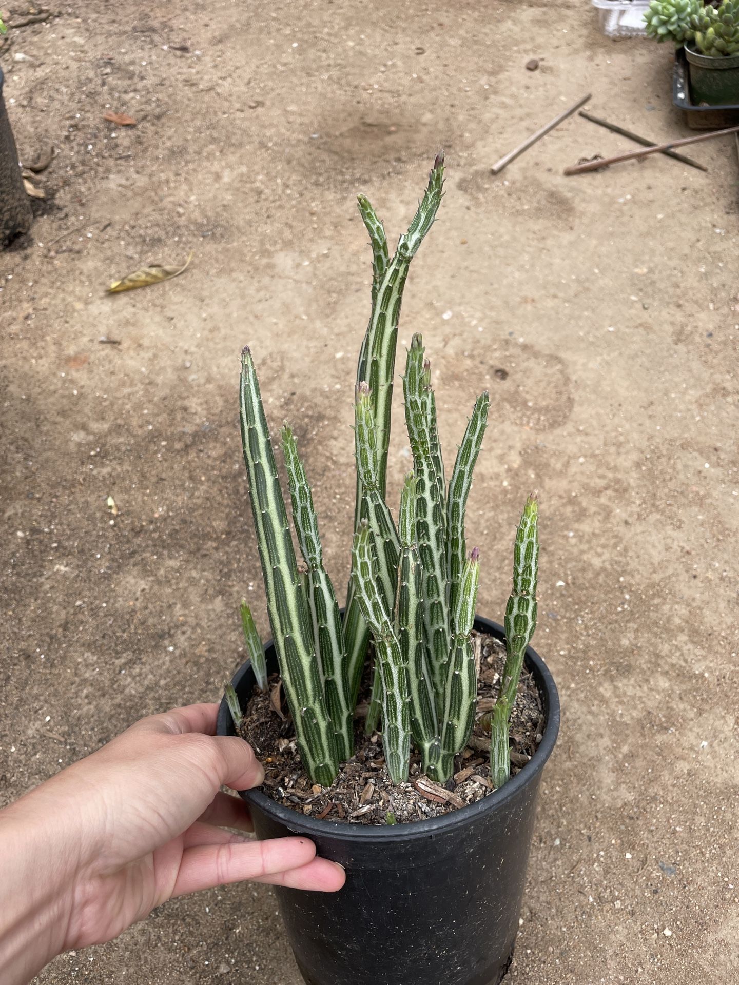 6in Pot Pickle Plant