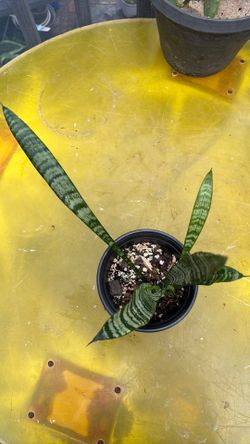 Snake plants(2), Zeylanica