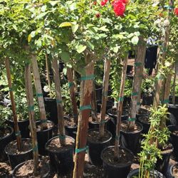 Arbol De Rosal 