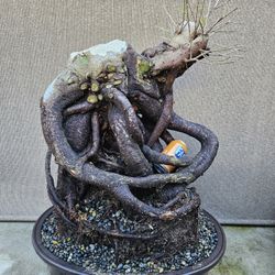 Old Ficus Benjamin Bonsai Tree . Outdoor and Indoor plant