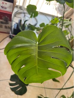 Monstera Deliciosa Plant